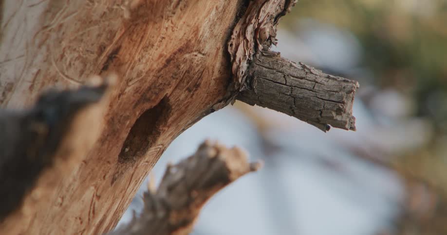 Bird flies out of a hole in a tree