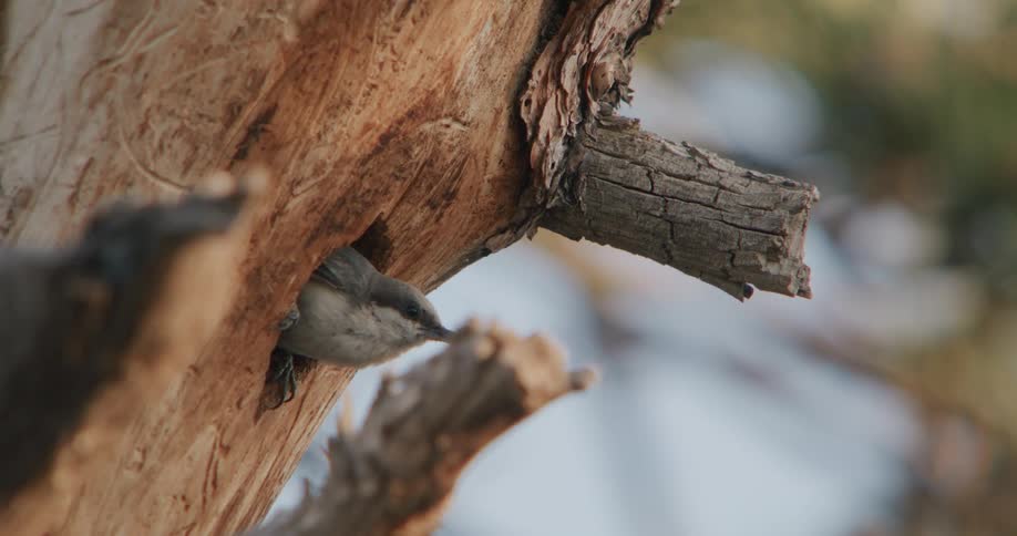 A small gray bird with a black stripe over its eye briefly emerges from a hole in a textured brown tree trunk before retreating inside on a bright day