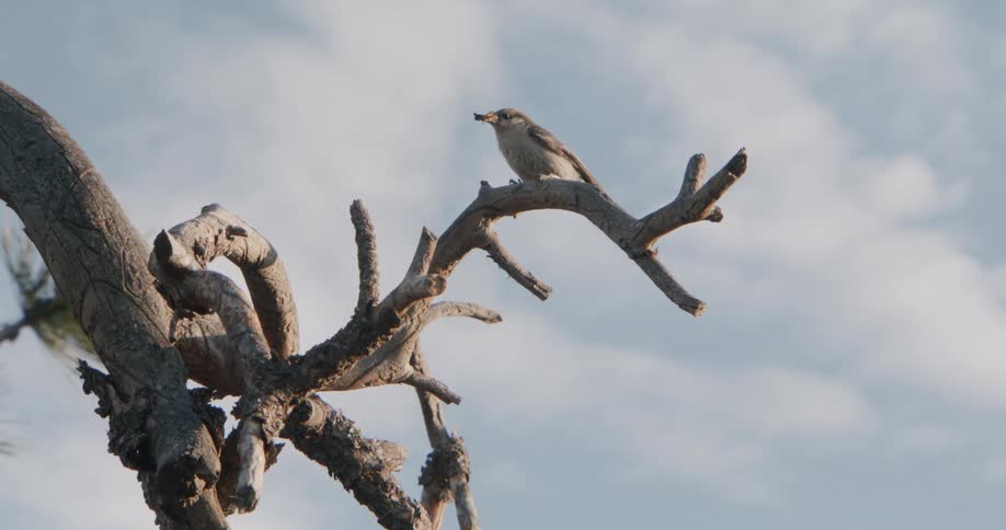 The bird flies from the branch