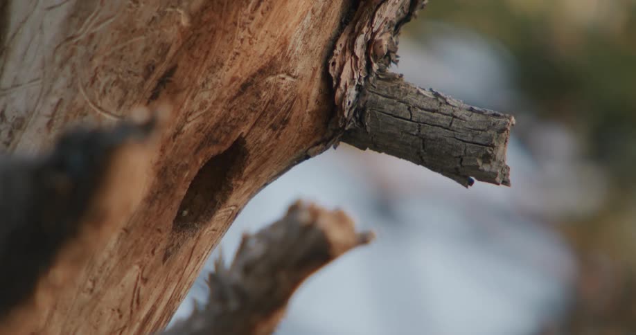 The bird flies into a hole in the tree