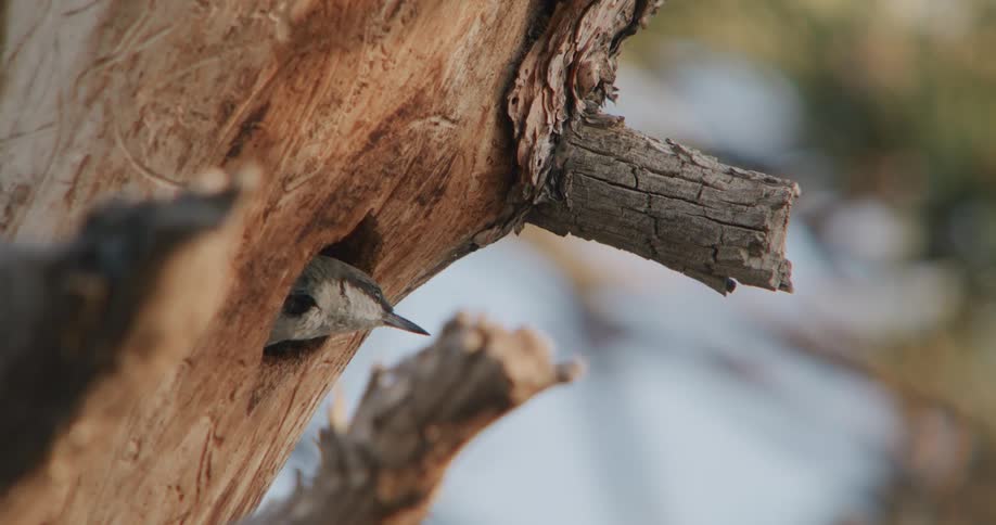 A bird flying out of a hole in a tree