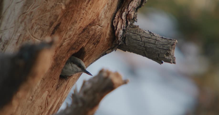 Bird peeking out and flying from a cavity in a tree trunk