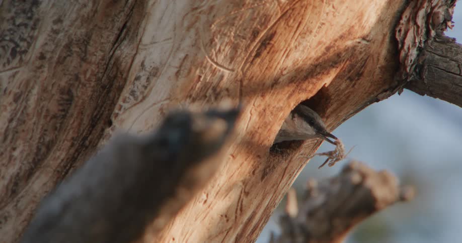 A small bird emerges briefly from a hole in a dry tree trunk with nesting material in its beak and then retreats
