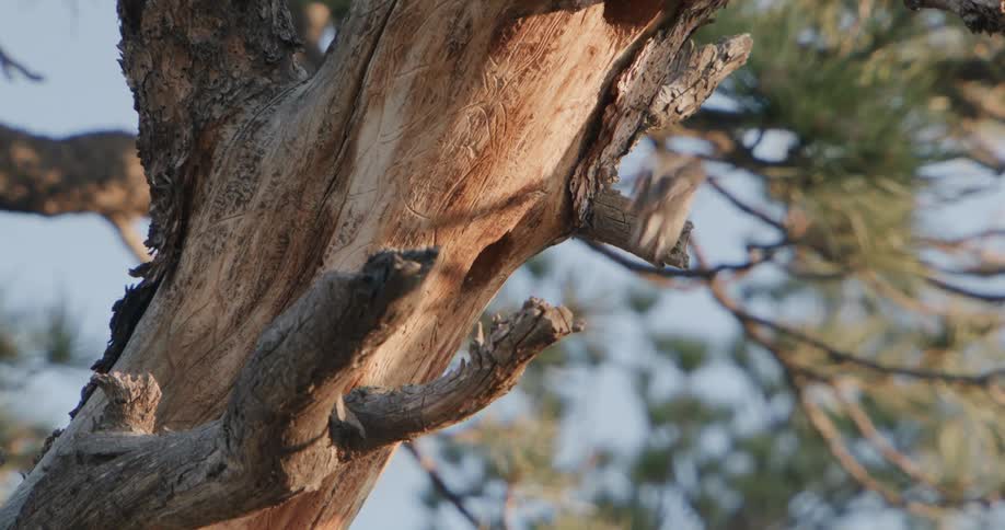 A view of a bird landing on a tree