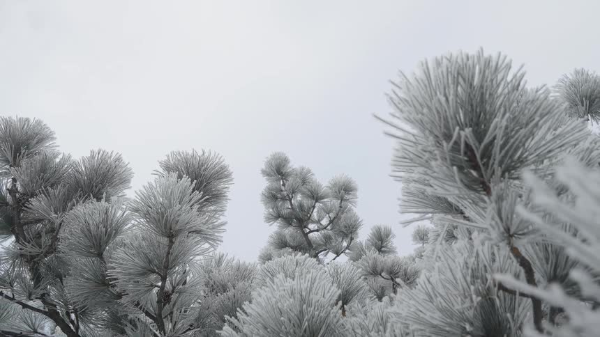 Icecovered pine canopies against a clear sky