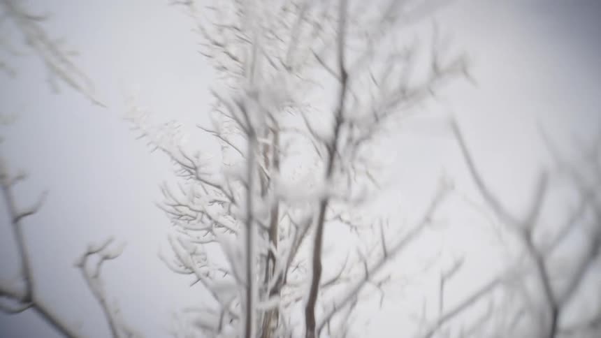 Frost covered tree branches and trunks are seen from a low angle against a pale gray sky on a cold winter day