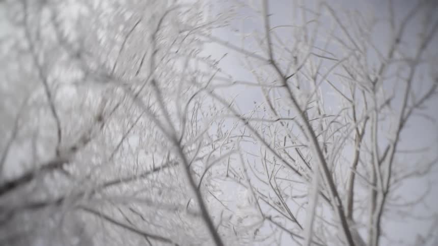 Ice covers the leafless trees in the woods on a winter day