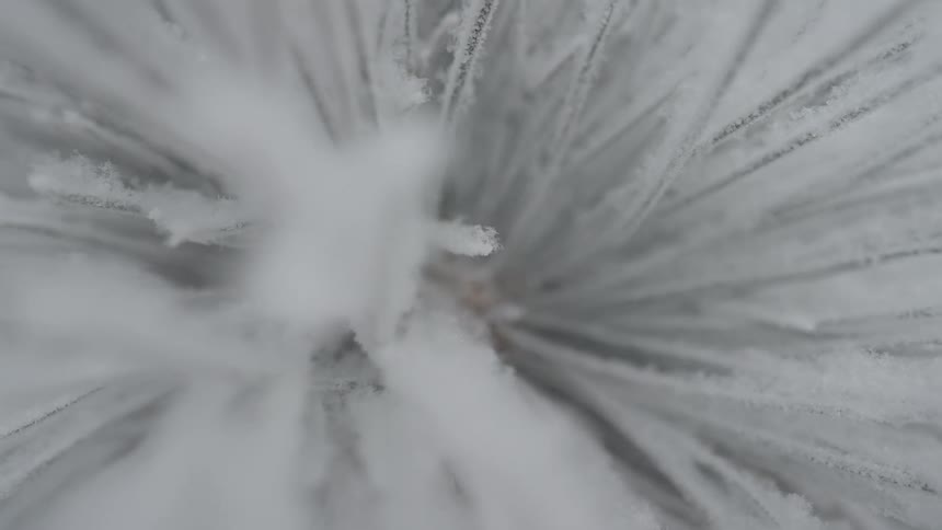 A close view of a pine branch with long needles covered in white frost and snow during a cold winter day