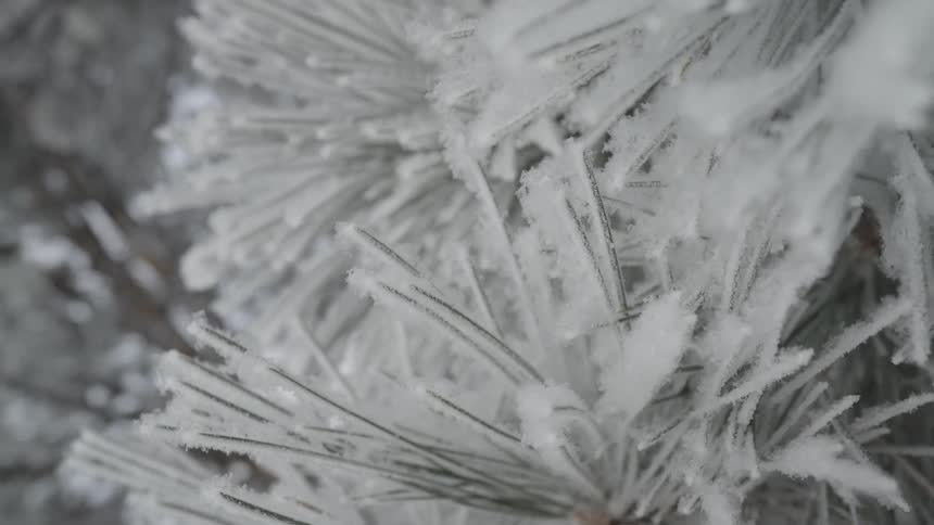 Pine needles covered with ice and snow crystals