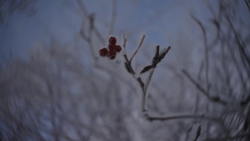 Ice coated frozen plants in a field