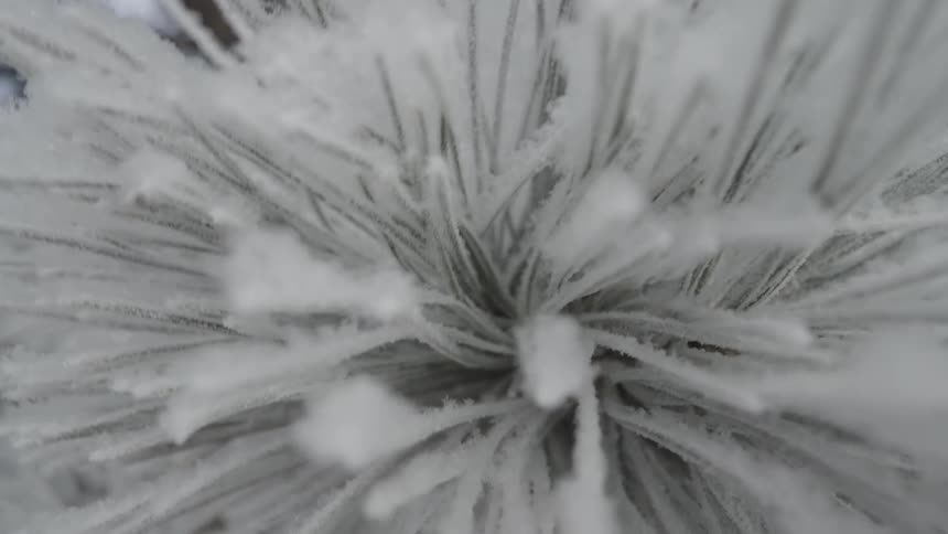 Aerial view of ice and snow covering the needles of a tree