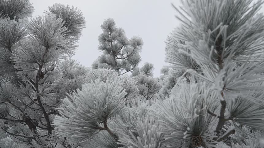 Pine branches covered with ice under an overcast sky