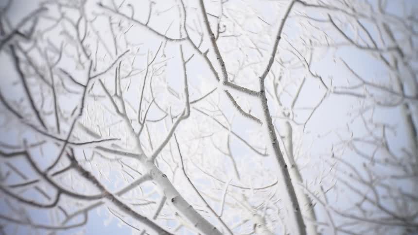 The tree branches are all bare