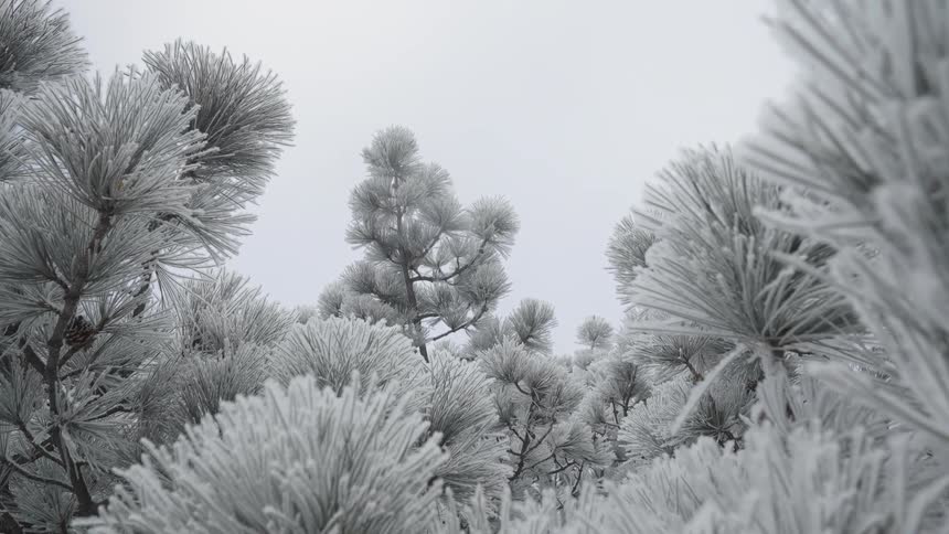 Aerial view of snow covered trees on the side of a forested mountain