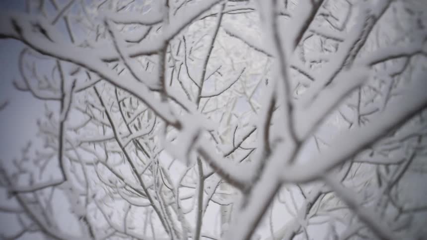 Thin branches covered with snow forming a dense pattern against the sky