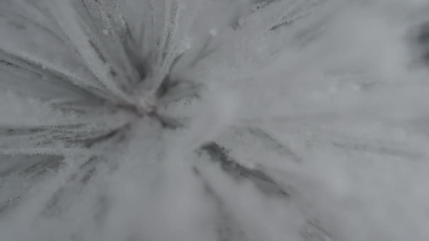 Branch with frozen leaves