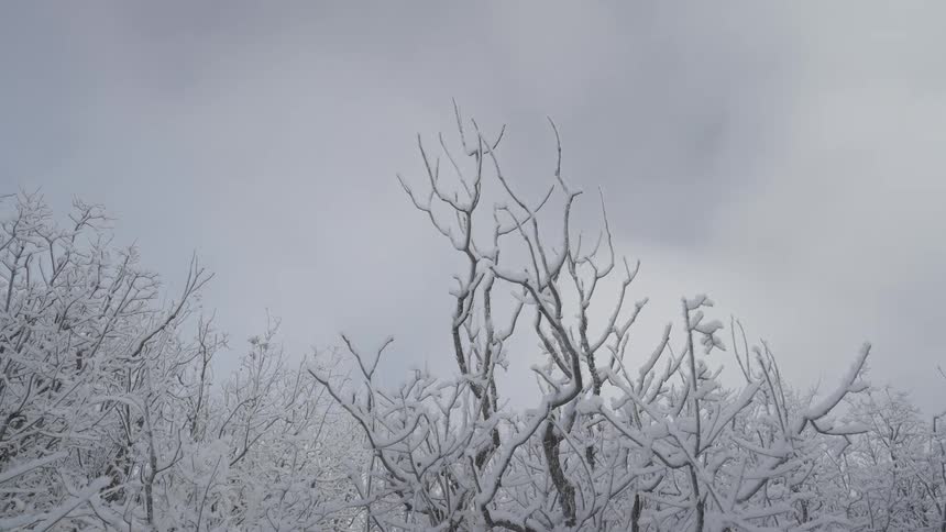A view of a tree branch with snow on it
