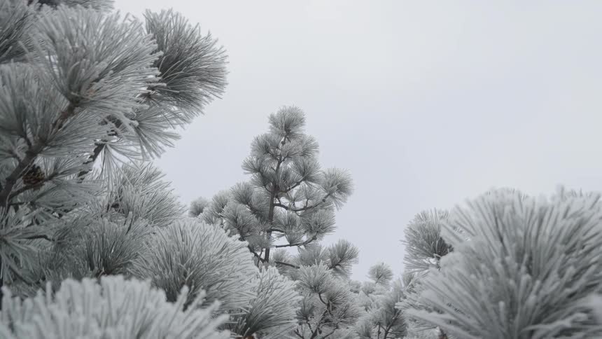 Snow covered trees under an overcast sky