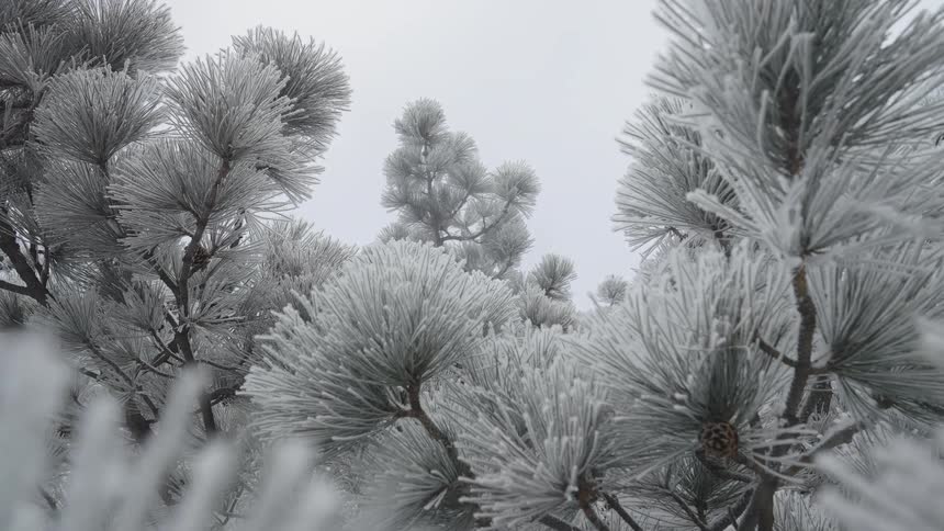 A closeup shot of dense silvery pine branches heavily coated in thick white frost swaying slightly against a blurry monotone gray background of fog