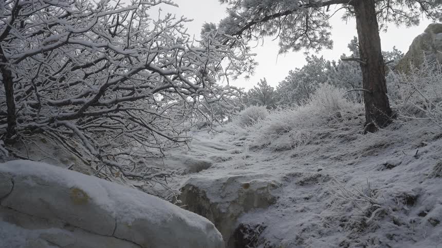Ice covers leafless trees and conifers in the woods on a winter day