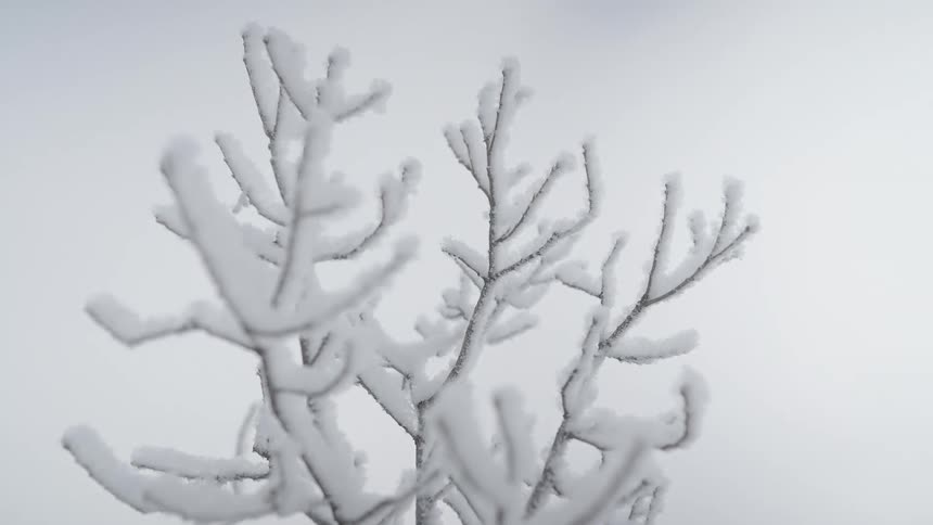 Thick white snow coats the intricate leafless branches of a tree standing out in sharp relief against a soft gray winter sky
