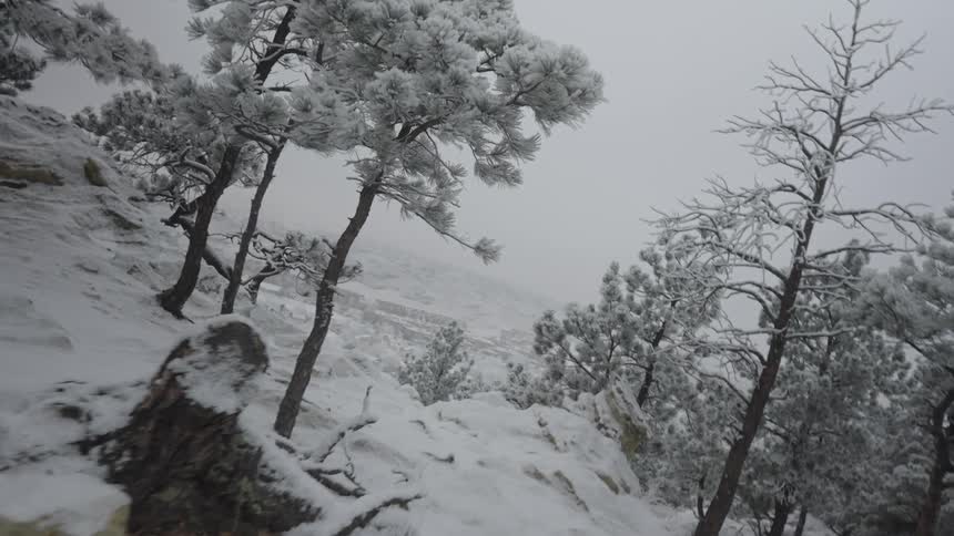 Snowcovered pine trees on rocky terrain under an overcast sky