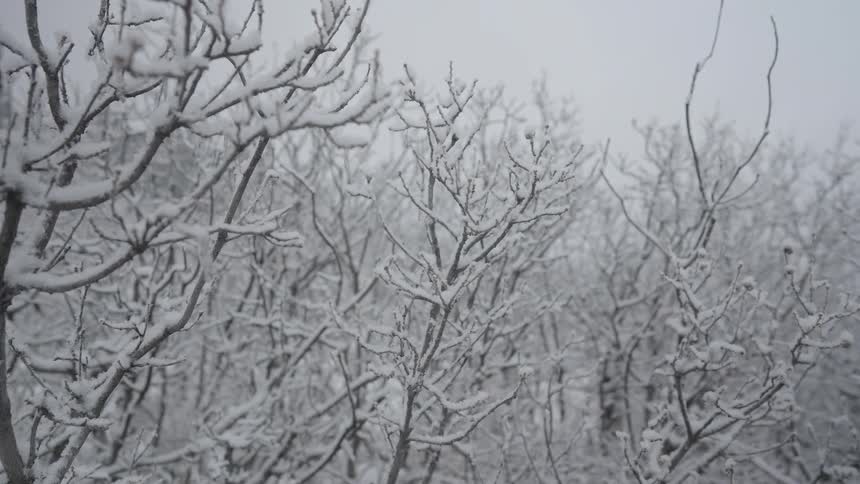 Bare tree branches are heavily coated in white snow or frost against a bleak bright gray sky