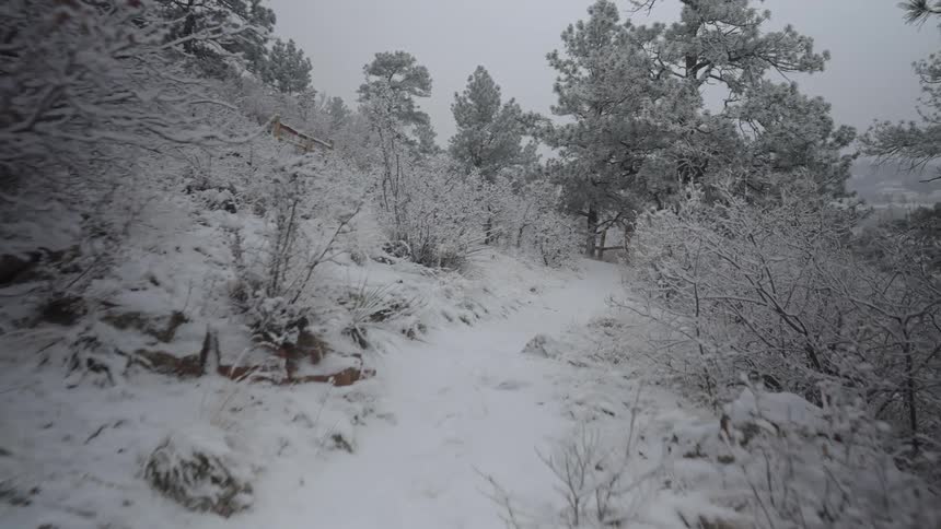 A view of snow falling in a forest area