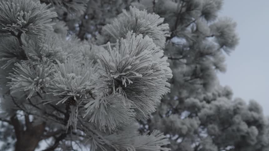 Icecovered pine needles in the foreground with trees in the background