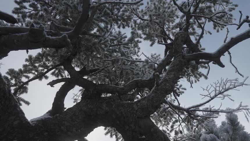 Trees covered with ice and snow as snow falls