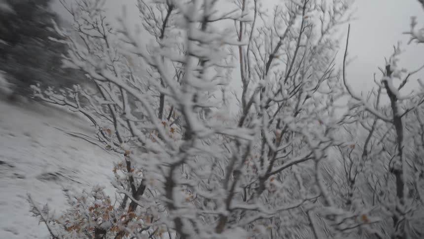 A view of snow on some tree branches