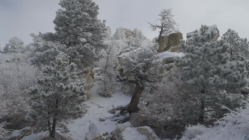 A view of a forest covered in snow