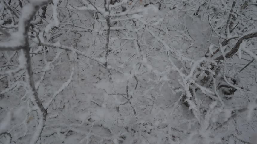 Aerial view of snow covered trees in the forest