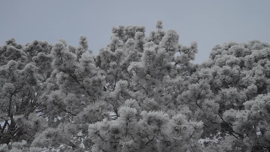 A tree that has a lot of snow on its branches