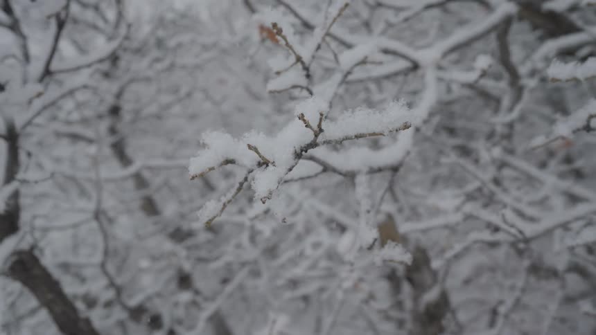 A very closeup sharp focus on a small thin branch heavily dusted with fresh snow and frost set against an outoffocus densely branched snowcovered winter forest background