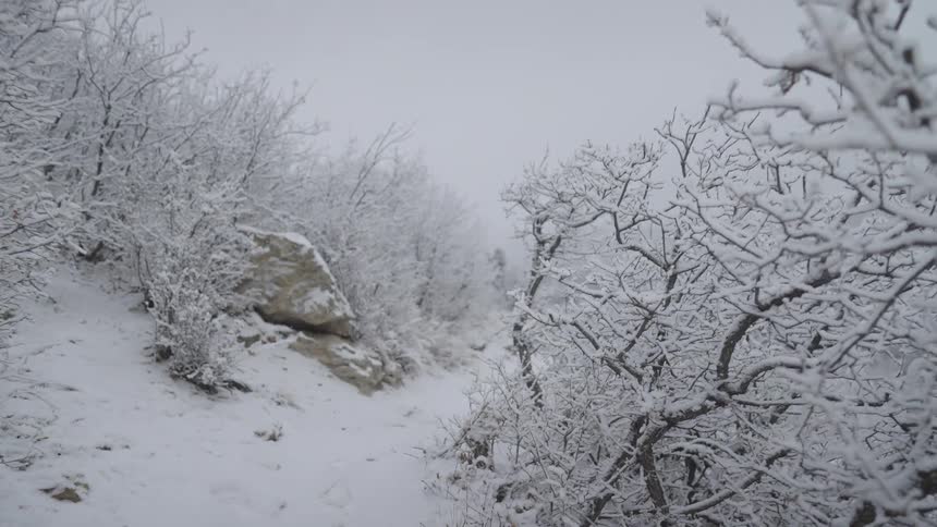 A winter trail covered in snow winds uphill through a dense snowcovered forest of bare trees and brush revealing a large rock on the left under a gray overcast sky