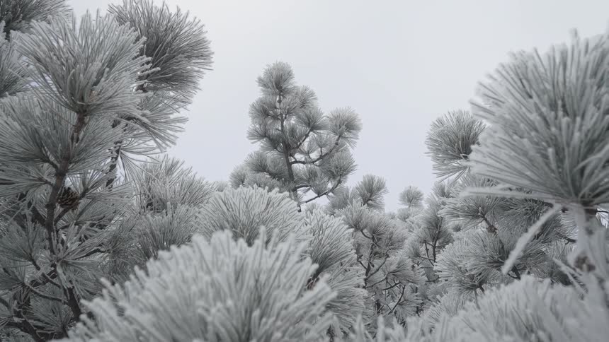 A view of trees covered in snow