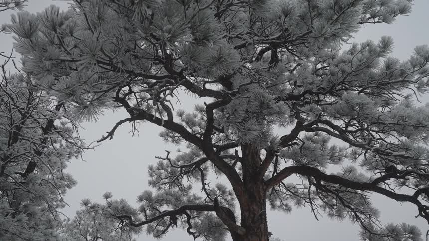 Icecovered pine tree in a snowy landscape with surrounding vegetation