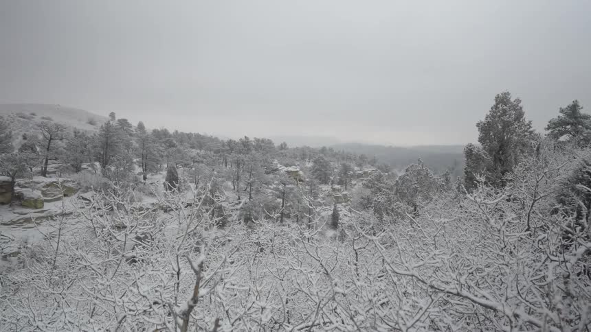 A forest at midday filled with twigs and branches coated in snow while fresh snow continues to fall from the sky