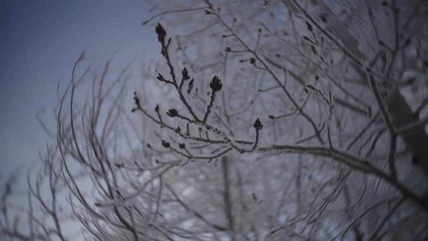 Ice covered frozen buds on tree branches
