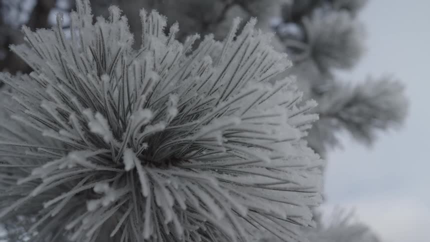 Frost covers the branches and needles of a conifer on a winter day