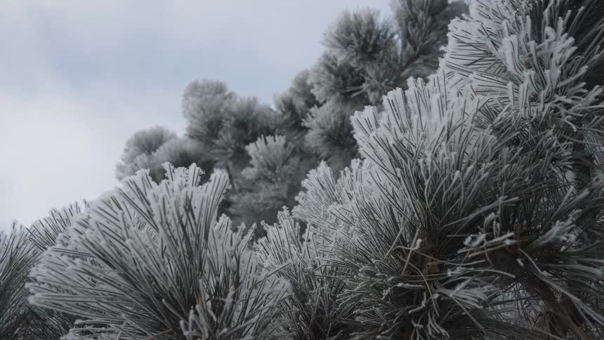 Icecovered pine needles layered beneath an overcast sky