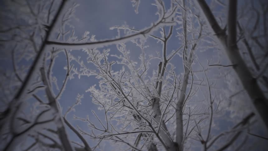 Sunlight shines on snow and ice covered tree branches in the forest