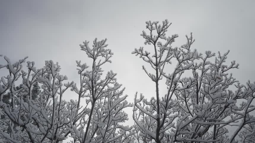 Thin branches covered with ice aligned against the overcast sky