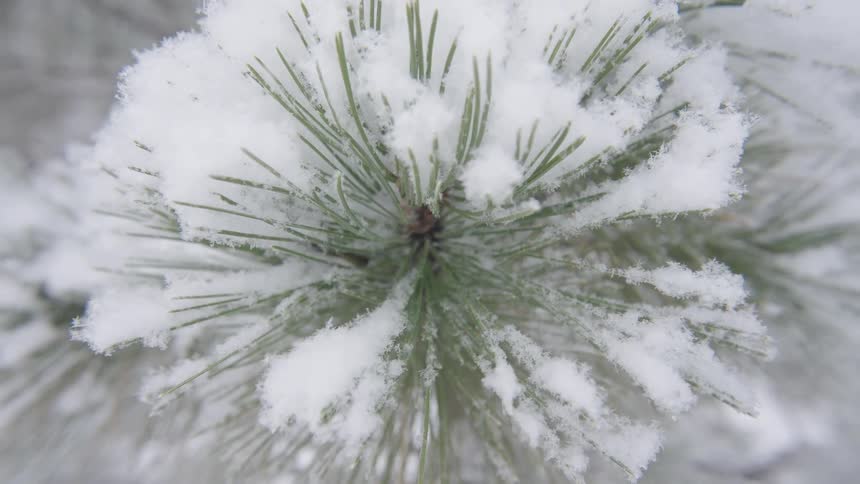 Heavy snow covers the needles of a conifer tree on a winter day