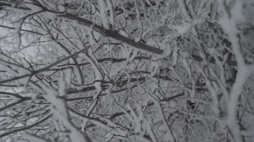 A view of snow covered tree branches