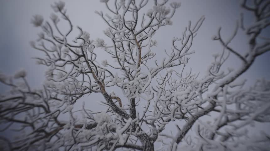Bare tree branches are heavily outlined and weighed down with thick white snow against a muted gray sky