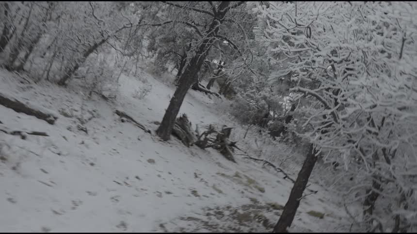 The forest is full of white trees on a snowy day
