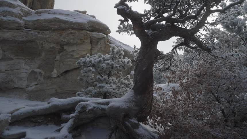 Twisted tree covered with snow beside a rock formation and frozen vegetation
