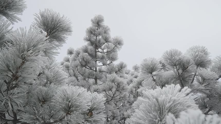 Pine tree canopies covered with ice under a gray sky